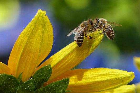 Comment protéger les insectes pollinisateurs de votre jardin ?