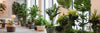 Plante d'intérieur
