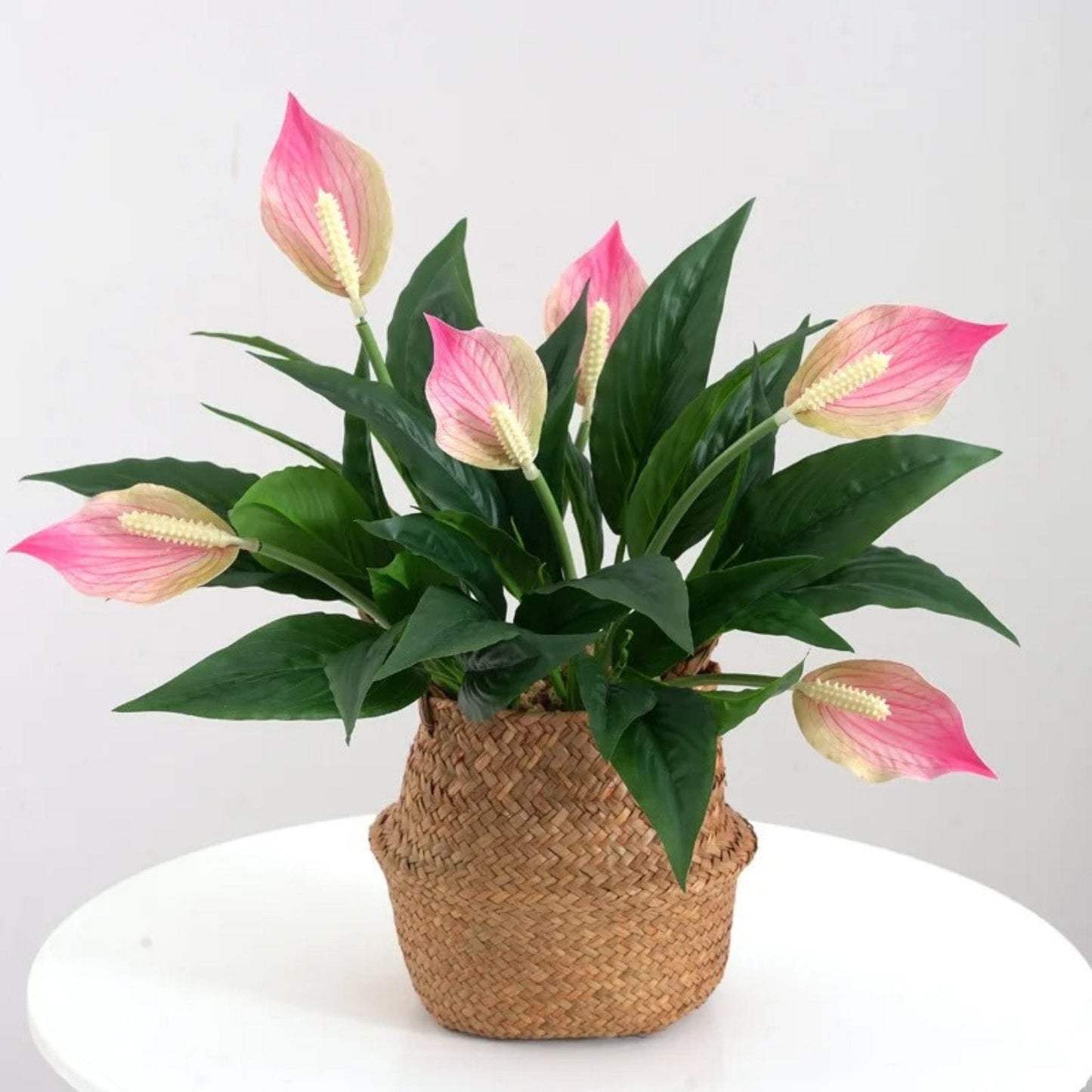 Anthurium Artificiel Blanc