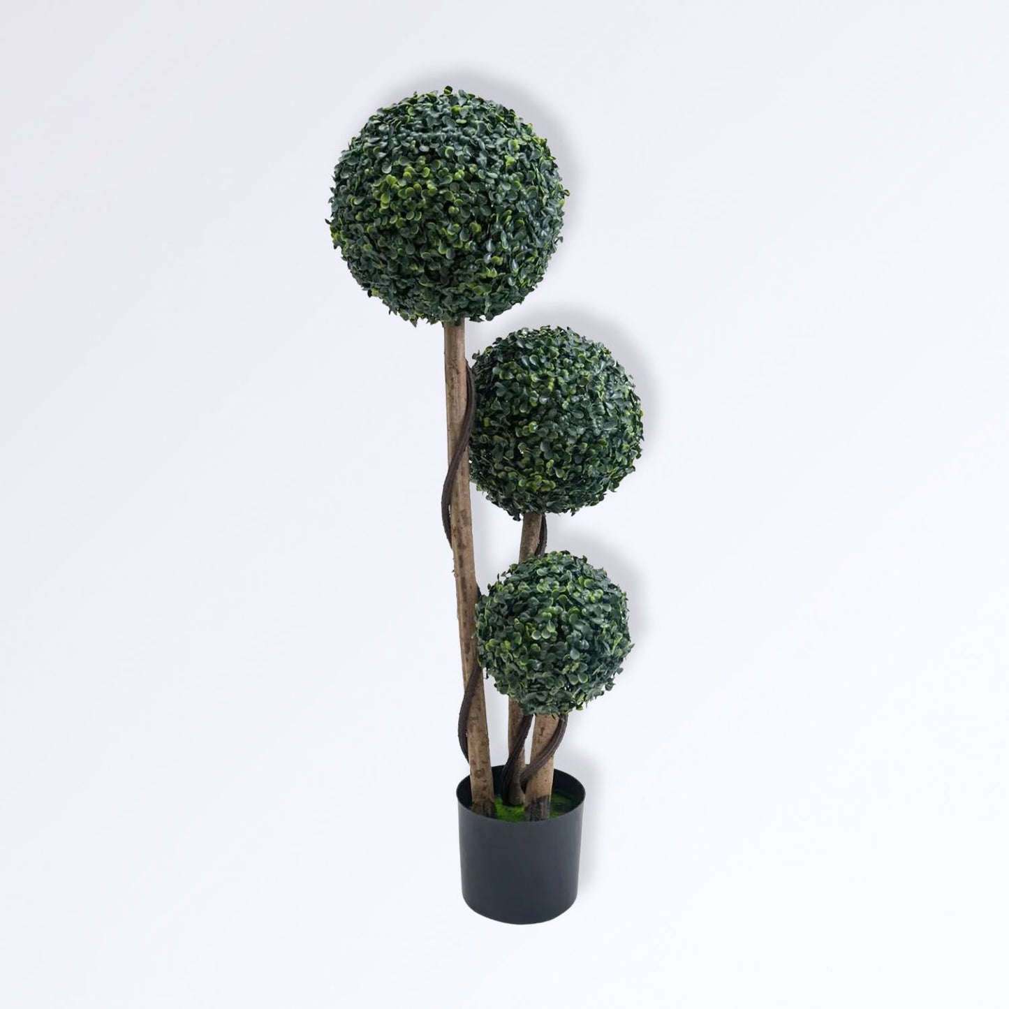 Arbuste Boules de Buis Topiaire en Pot