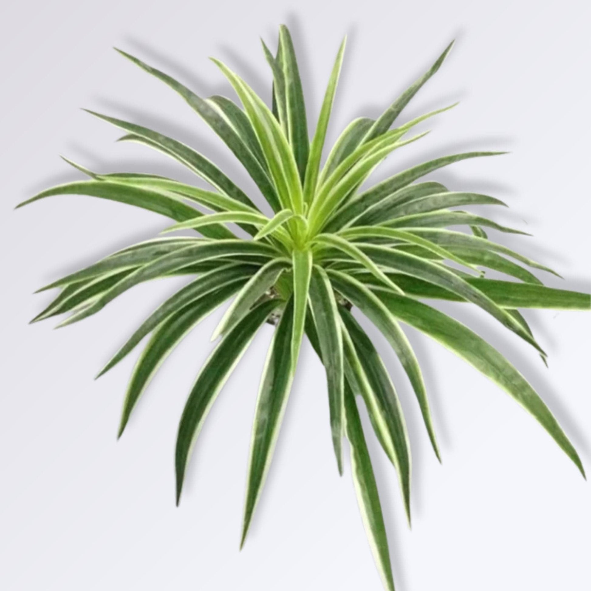 Fausse Plante Décorative d'Intérieur | Blanc