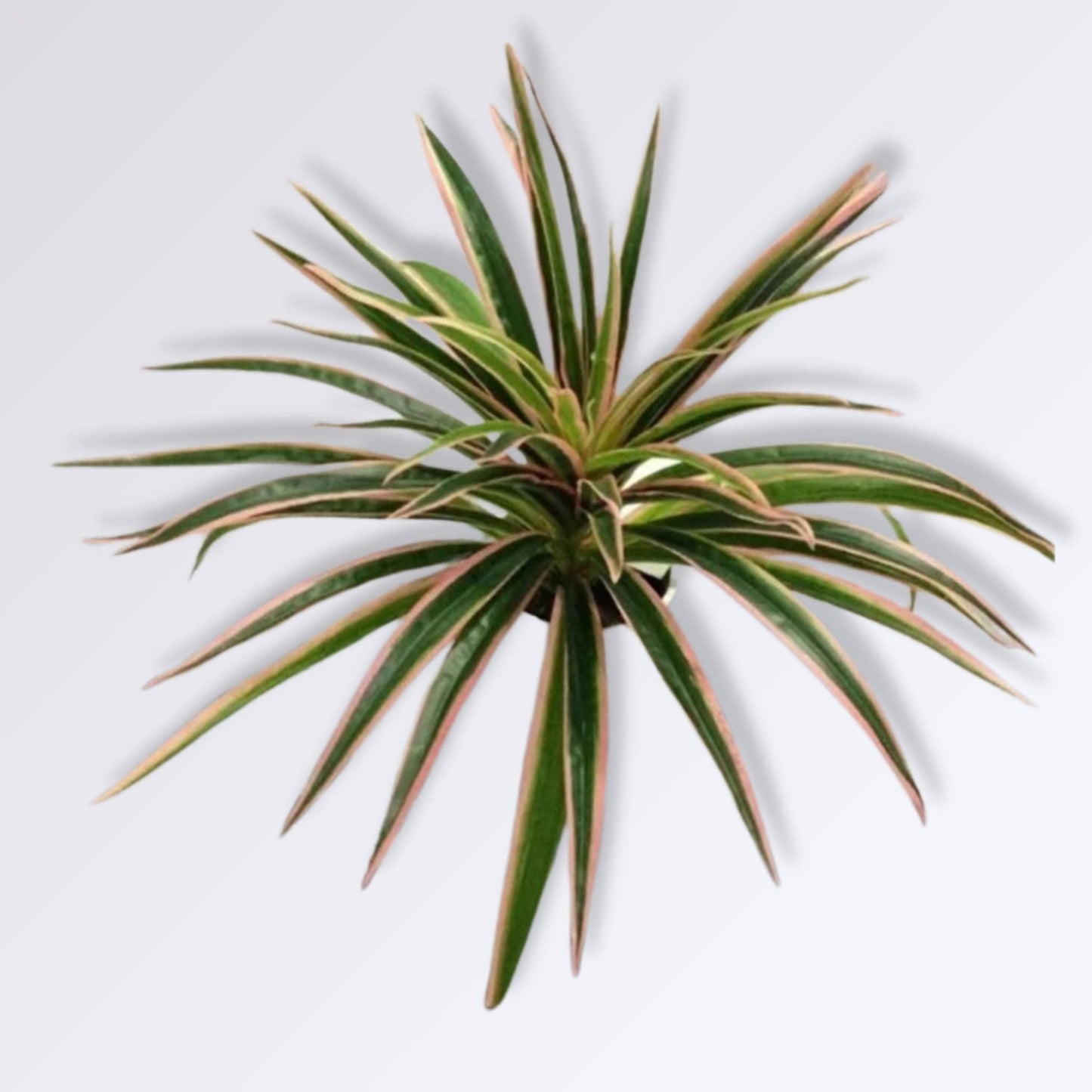 Fausse Plante Décorative d'Intérieur | Rose