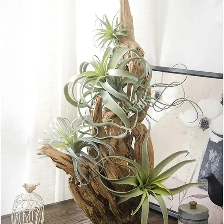 Tillandsia Artificiel