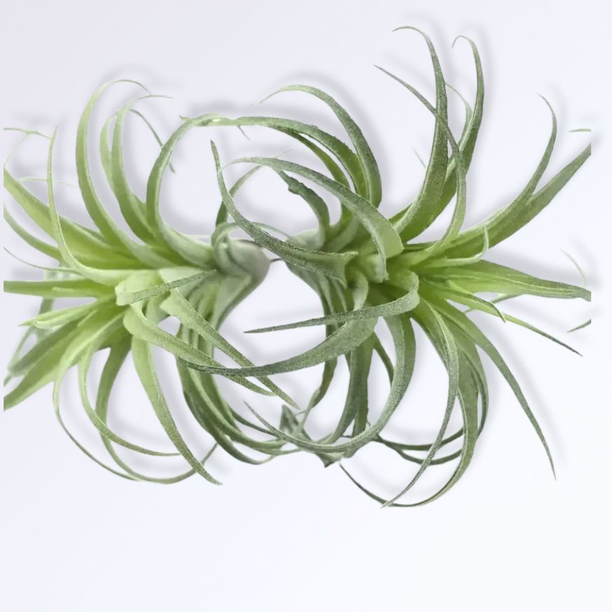 Tillandsia Artificiel