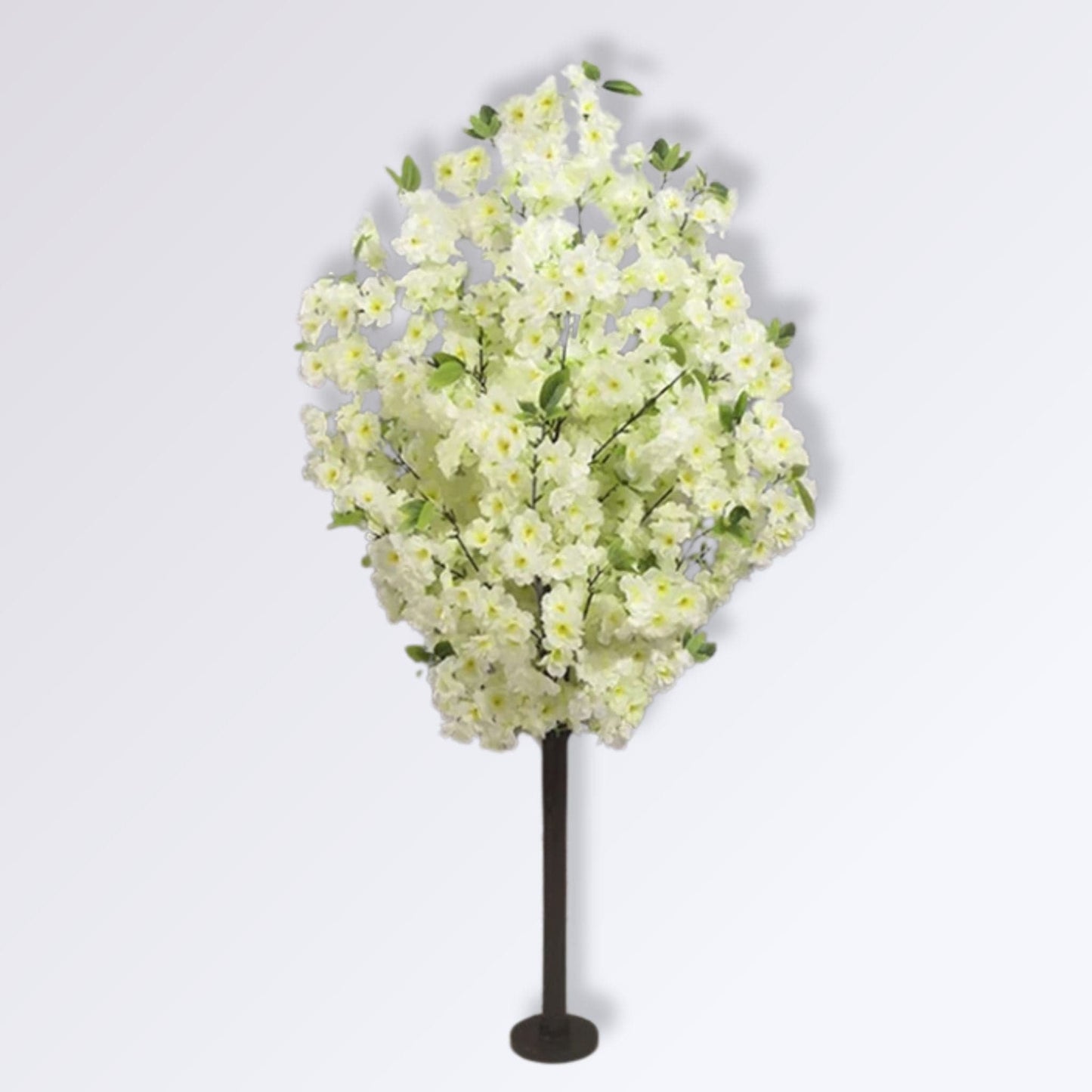 Arbre Cerisier Blanc