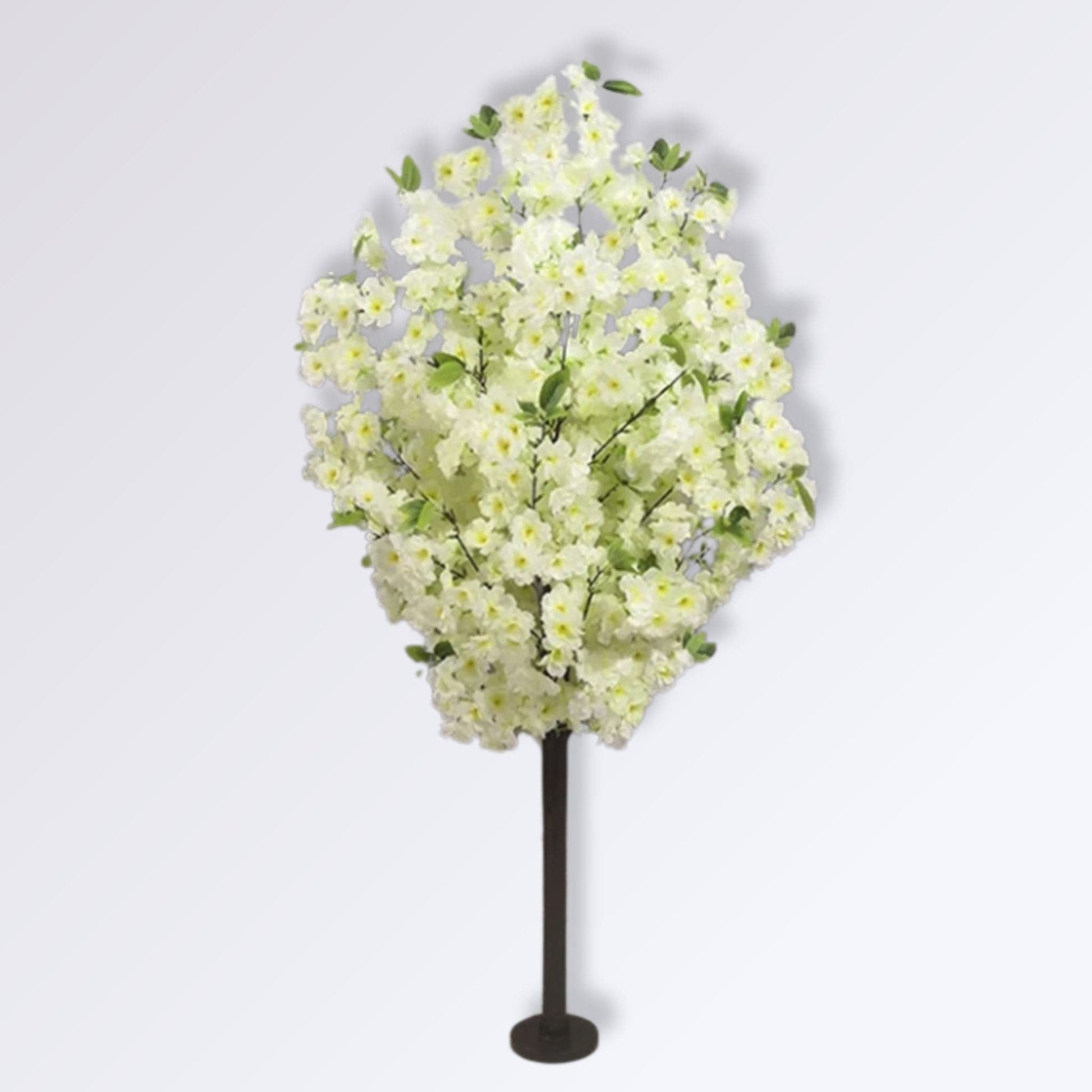 Arbre Cerisier Blanc