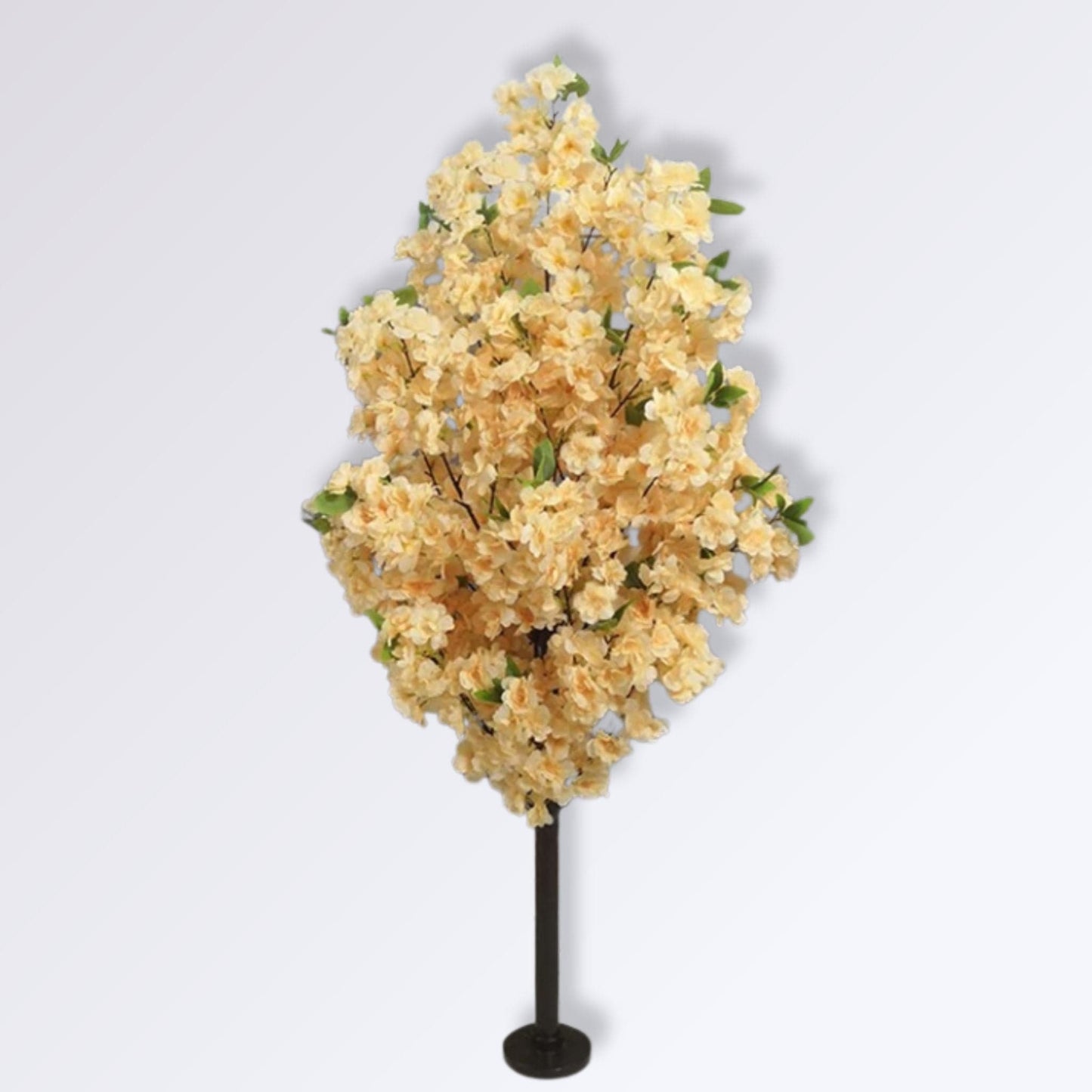 Arbre Cerisier Champagne