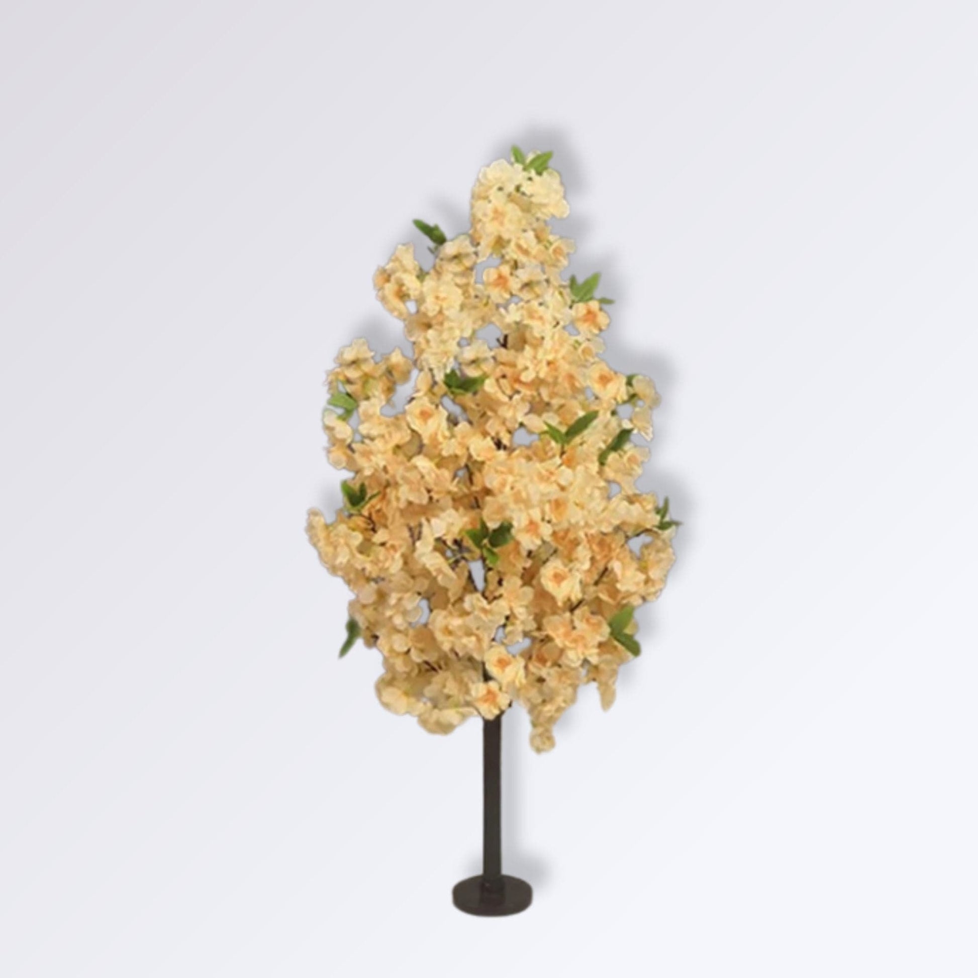 Arbre Cerisier Japonais Champagne