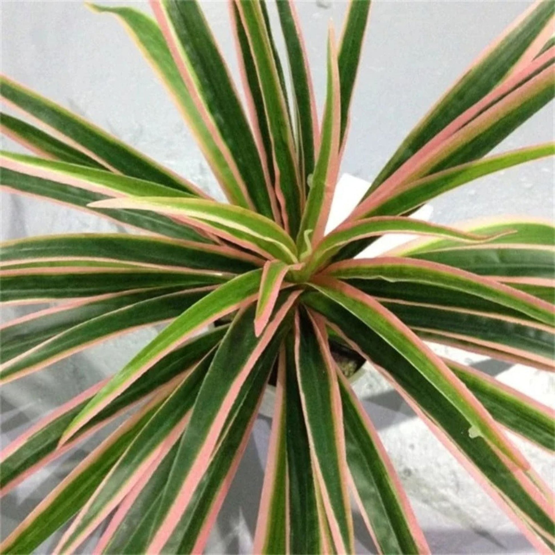Chlorophytum | Perles Vertes