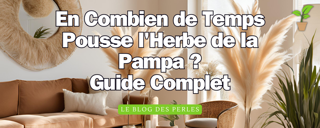 Article combien de temps pousse herbe pampa