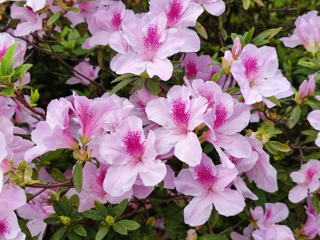 Tout savoir sur les rhododendrons : introduction, caractéristiques générales et conseils de culture