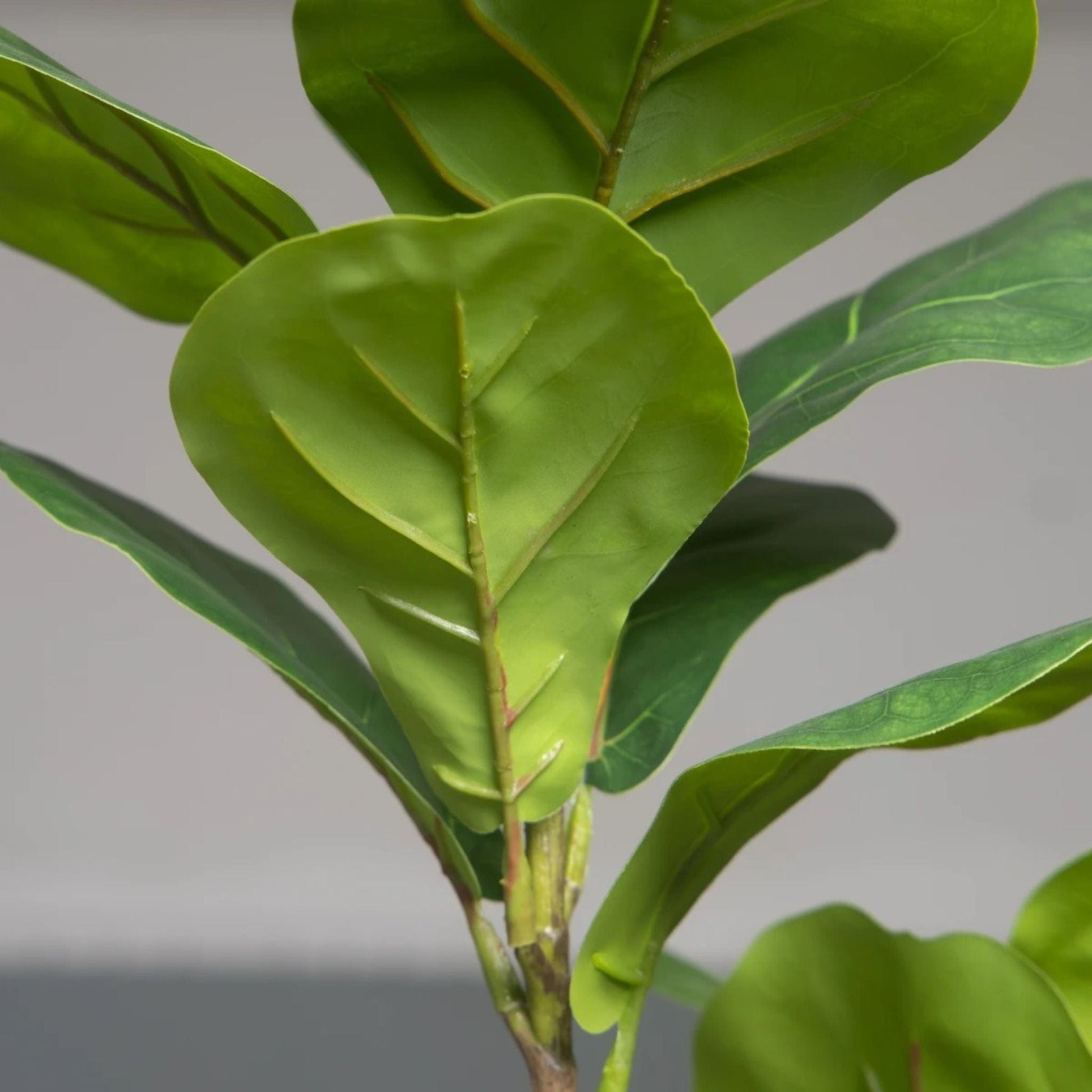 Arbre Ficus Elastica Artificiel