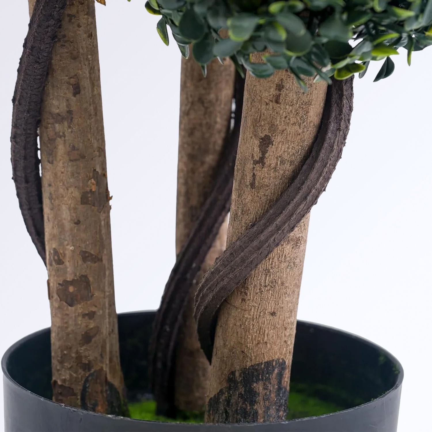 Arbuste Boules de Buis Topiaire en Pot