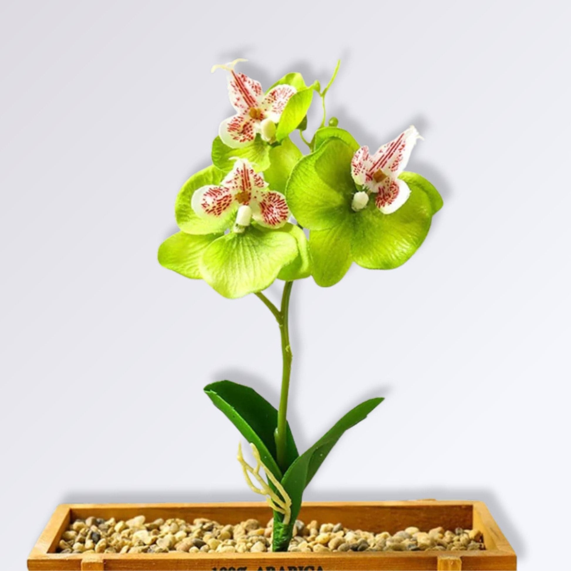 Branche d'Orchidée Artificielle Couleur Vert clair