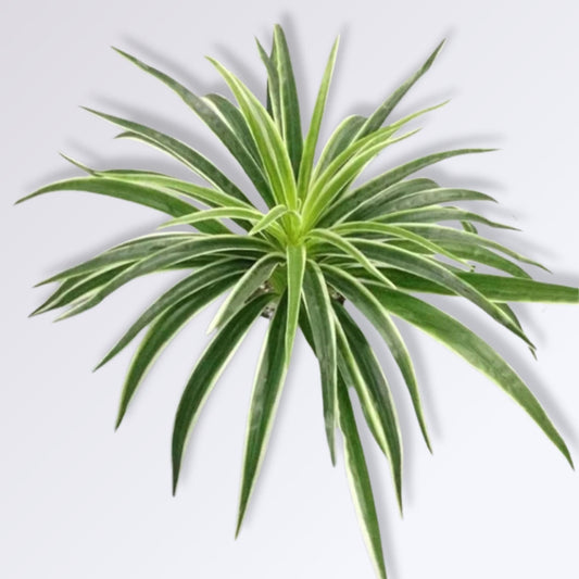 Fausse Plante Décorative d'Intérieur | Blanc