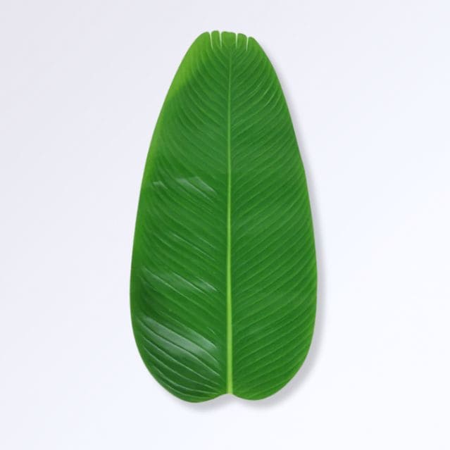 Grandes Feuilles de Bananier Artificielles L