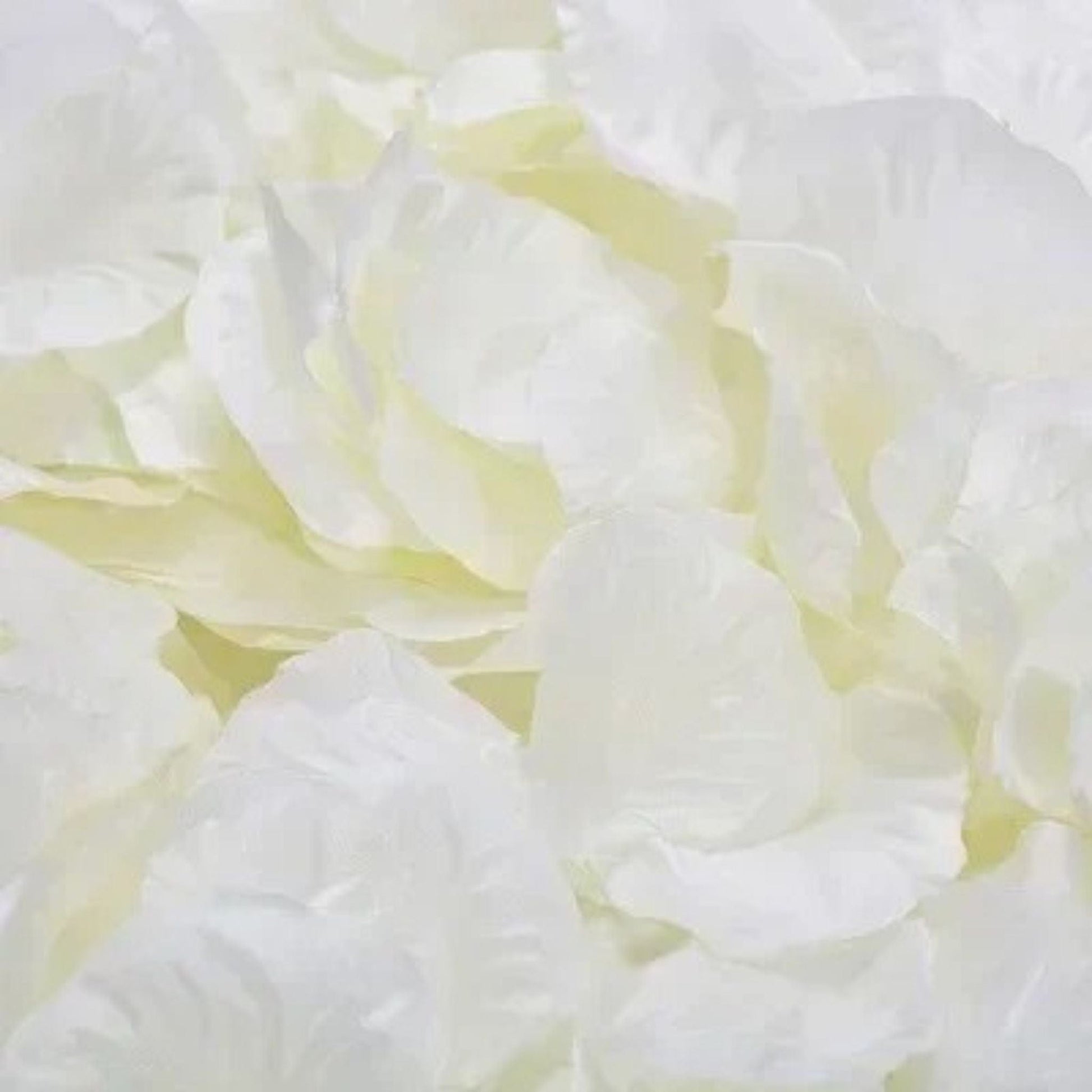 Pétales De Rose Artificielles Blanc cassé / 100 unités