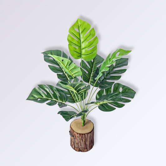 Plante Verte d’Intérieur sur Tronc