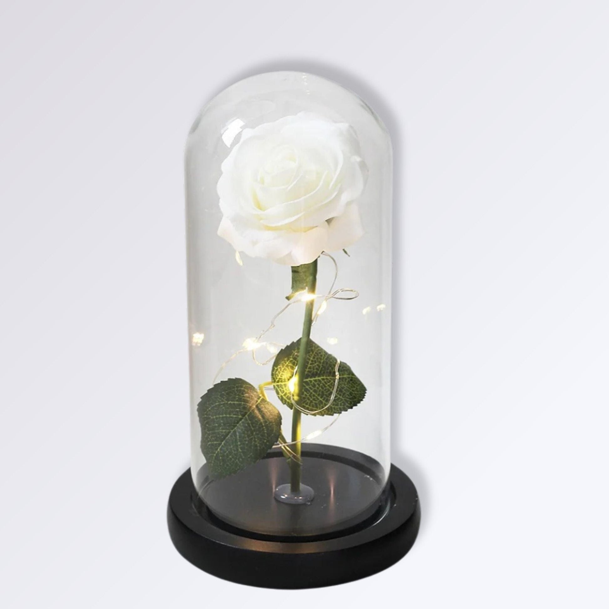 Rose Éternelle Sous Cloche | Socle Noir | Blanc