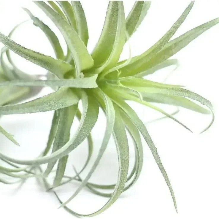 Tillandsia Artificiel