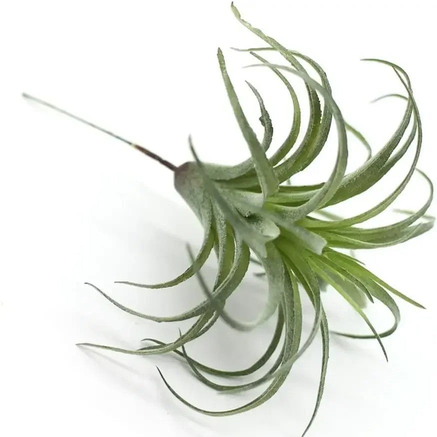 Tillandsia Artificiel
