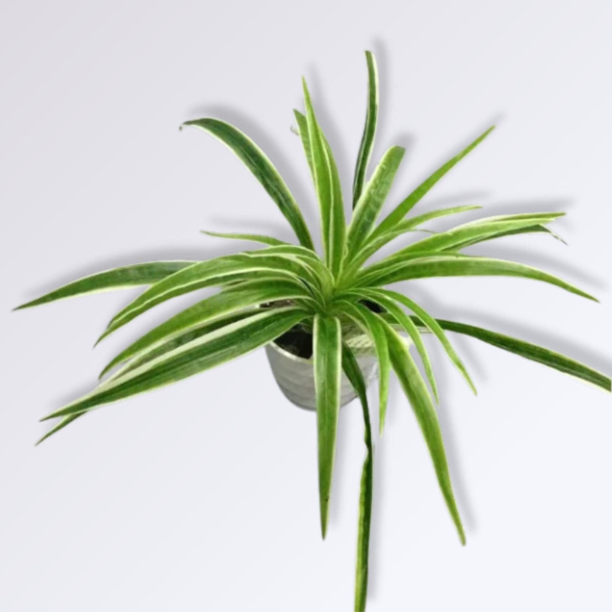 Chlorophytum Artificiel | Perles Vertes Blanc