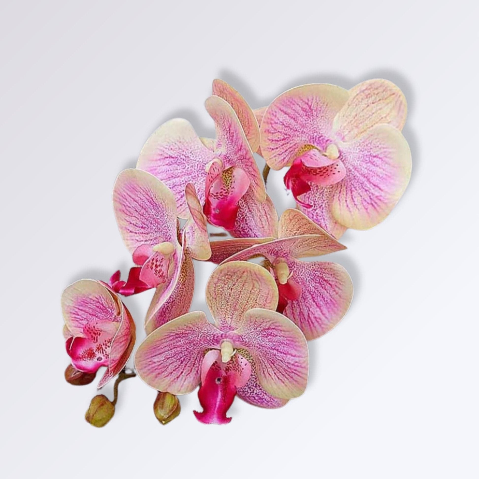 Orchidées Artificielles Réalistes | Perles Vertes Rose-jaune