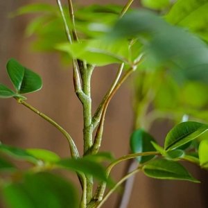 Grande Plante Artificielle d'Intérieur 110 cm