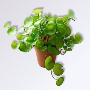 Mini Plante Verte Artificielle