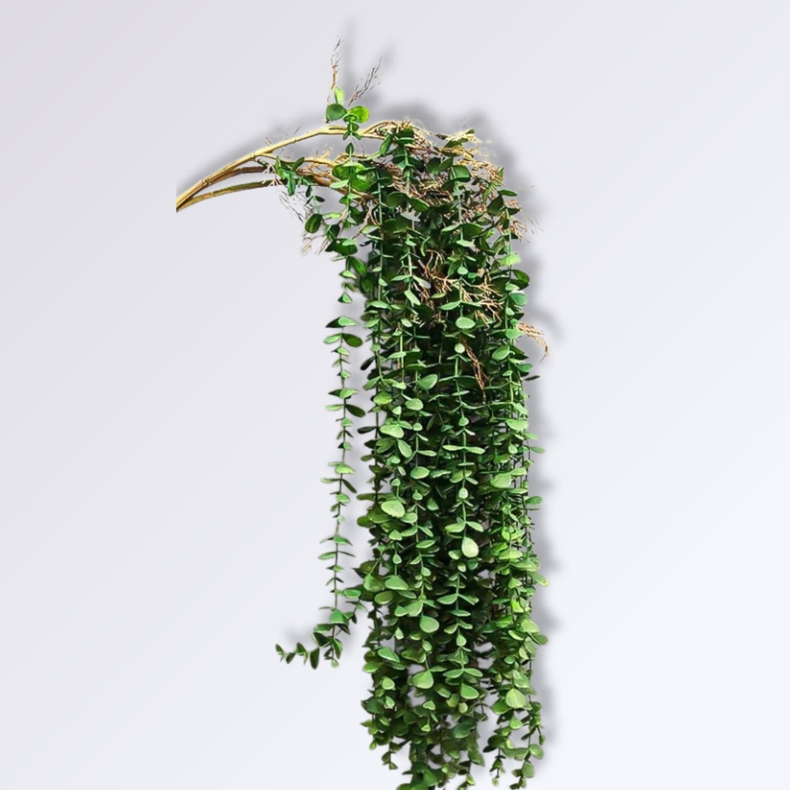 Quand le végétal artificiel rencontre les cloisons en bois : composer des espaces qui respirent Eucalyptus Artificiel Tombant