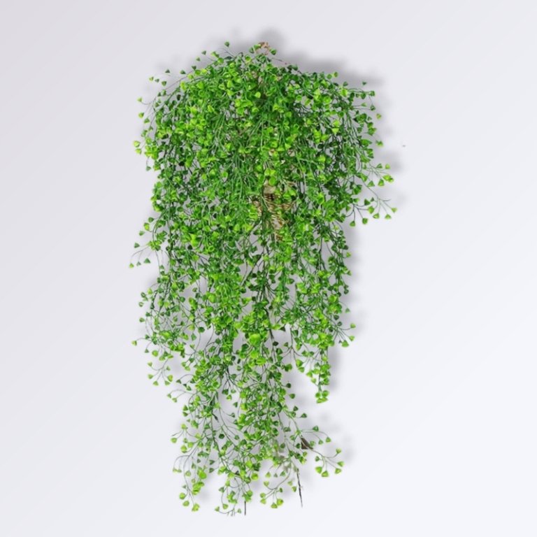 plante tombante murale