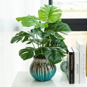Les plantes d’intérieur ont-elles vraiment une personnalité ? Plante Verte d’Intérieur sur Tronc
