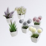 6 Petites Plantes En Pot 1 1