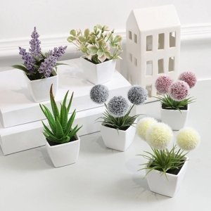 6 Petites Plantes En Pot