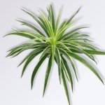 Fausse Plante D corative d Interieur 1 2