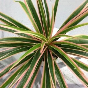 Fausse Plante Décorative d'Intérieur