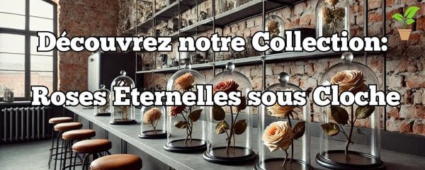 Collection roses eternelles sous cloche