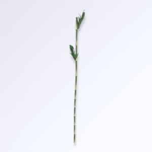 Grandes Tiges de Bambou Artificiel