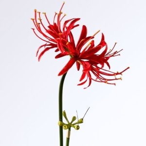 Nouveautés Lycoris Fleur Artificielle